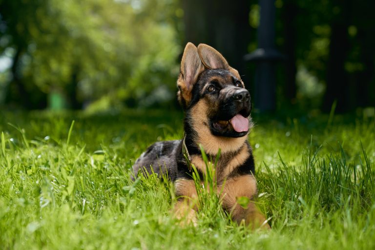 Puppy Training Goals by Week
