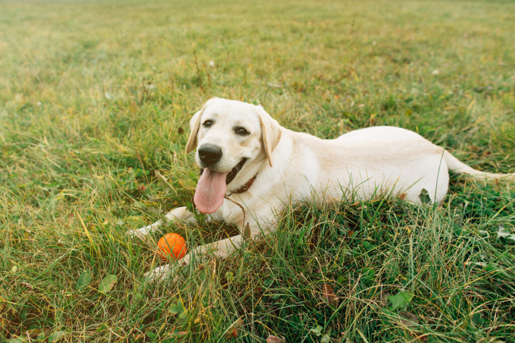 From Fetch To Fitness: How Play Affects Canine Heart Health