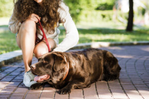 When to Take a Break from Dog Training