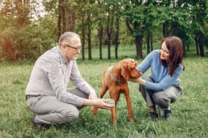 Dog Anxiety During Training