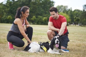 Dogs Forget Commands