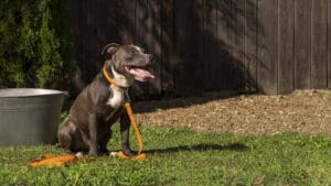 Dog Obedience