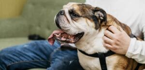 Obesity And Behavioral Problems In Dogs