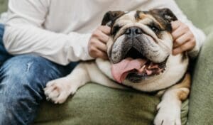 Obesity And Behavioral Problems In Dogs