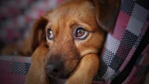 Leash Pulling in Puppies