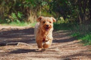 Leash Pulling in Puppies