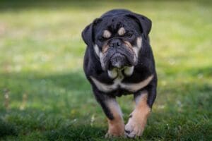 Off-Leash dog