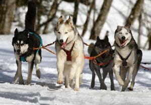 Preventing Dog Injuries On Walks
