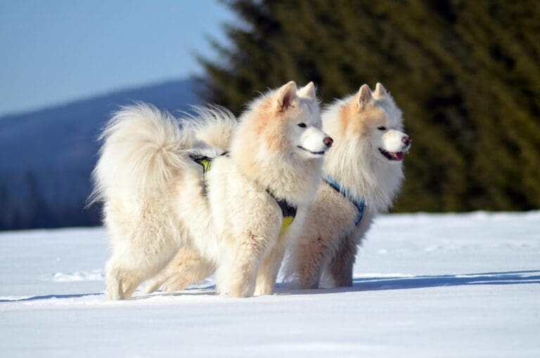 Cold Weather Stiffness: Preventing Dog Injuries On Walks