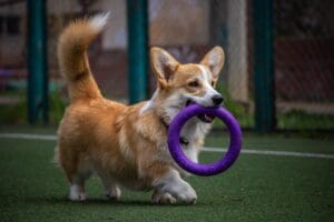 behavior in dogs