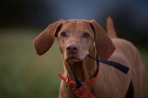 E-collar