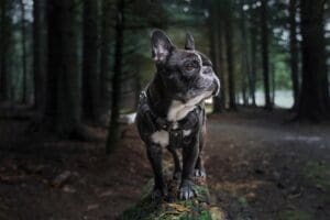 Teaching Dogs