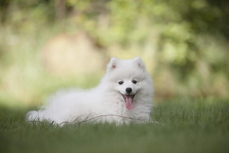 How to Mark Good Behavior in Dogs