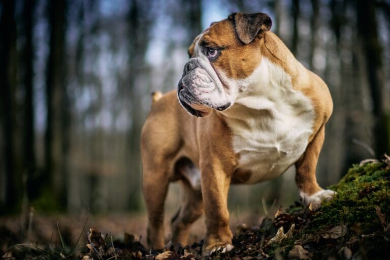 Positive Reinforcement To Reduce Barking In Dogs