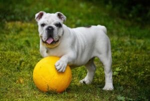Territorial Aggression in Dogs