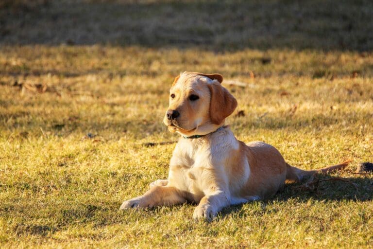 How to Fix Territorial Aggression in Dogs