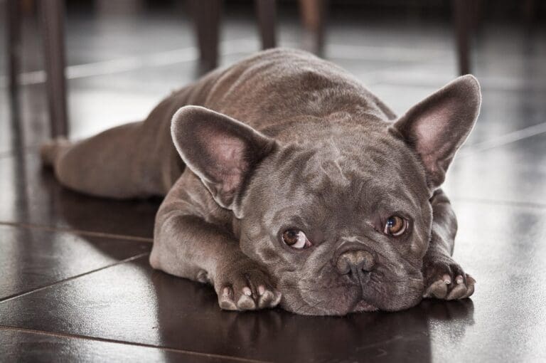How To Train A Dog With Fear-Based Aggression