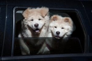 Train A Dog With Fear-Based Aggression