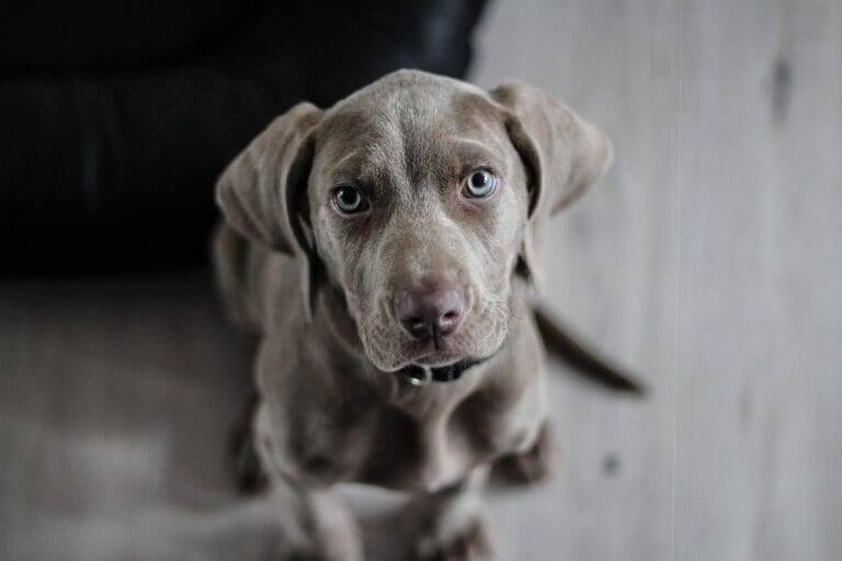e-collar training