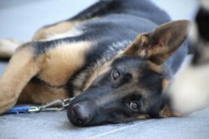 dog obedience training